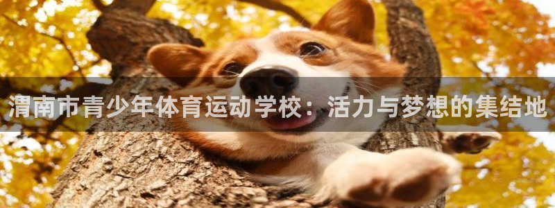 3377体育官方正版app娱乐代理怎么样：渭南市青少