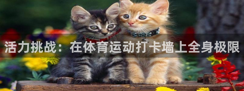 3377体育官方正版app娱乐是那个系列的台子：活力